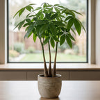Money Tree plant with 3 stems and glossy green leaves