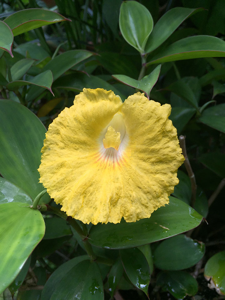 Lemon Ginger (Monocostus uniflorus)