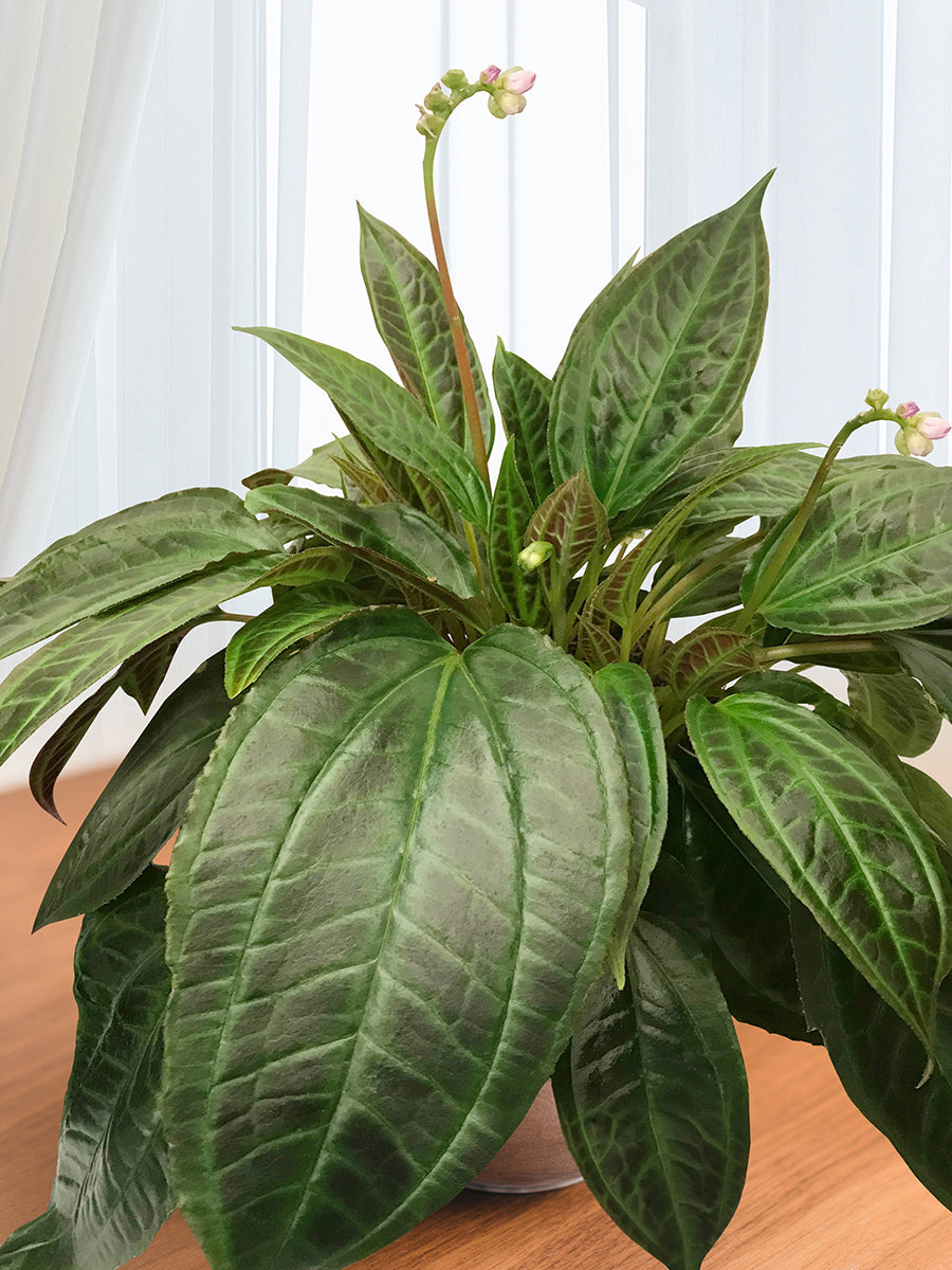 Monolena primuliflora (Monolena primuliflora)