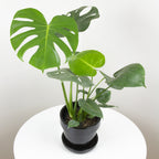 Mexican Breadfruit (Monstera deliciosa)