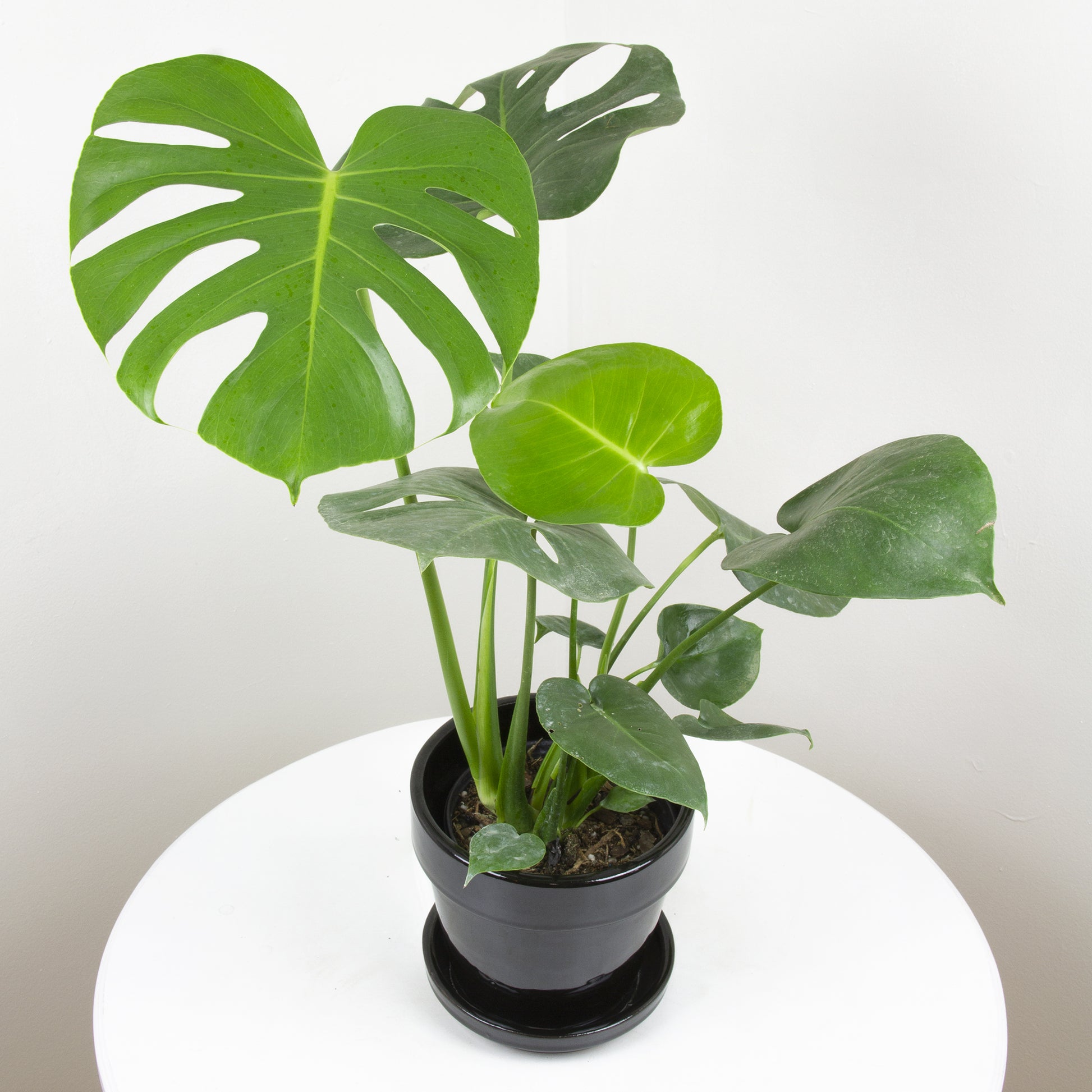 Mexican Breadfruit (Monstera deliciosa)