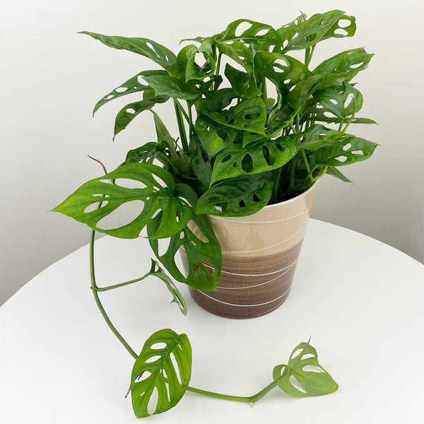 Swiss Cheese Monstera Adansonii Houseplant Nursery 4