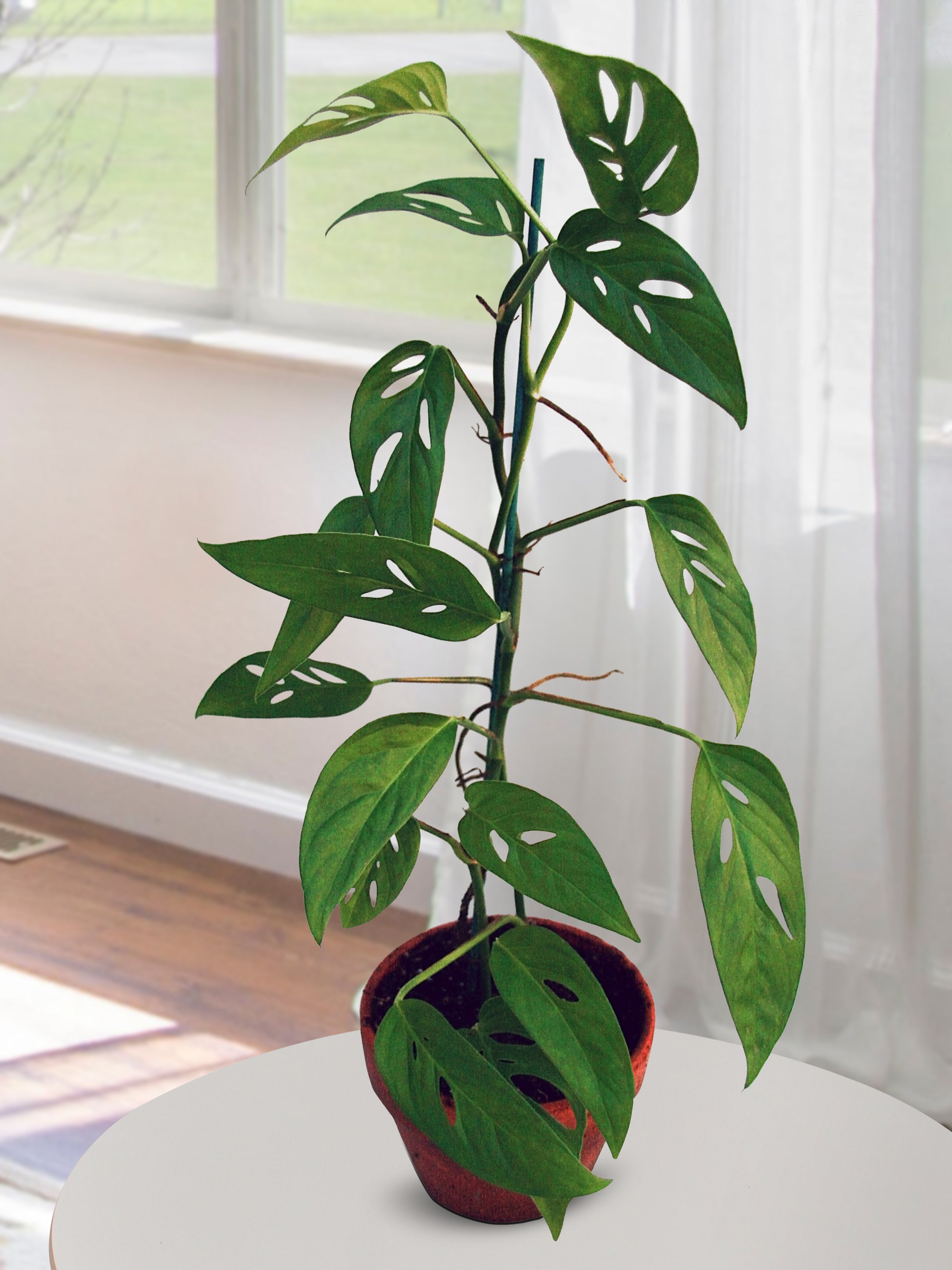 Swiss Cheese Vine ‘Friedrichsthalii‘ (Monstera friedrichsthalii)