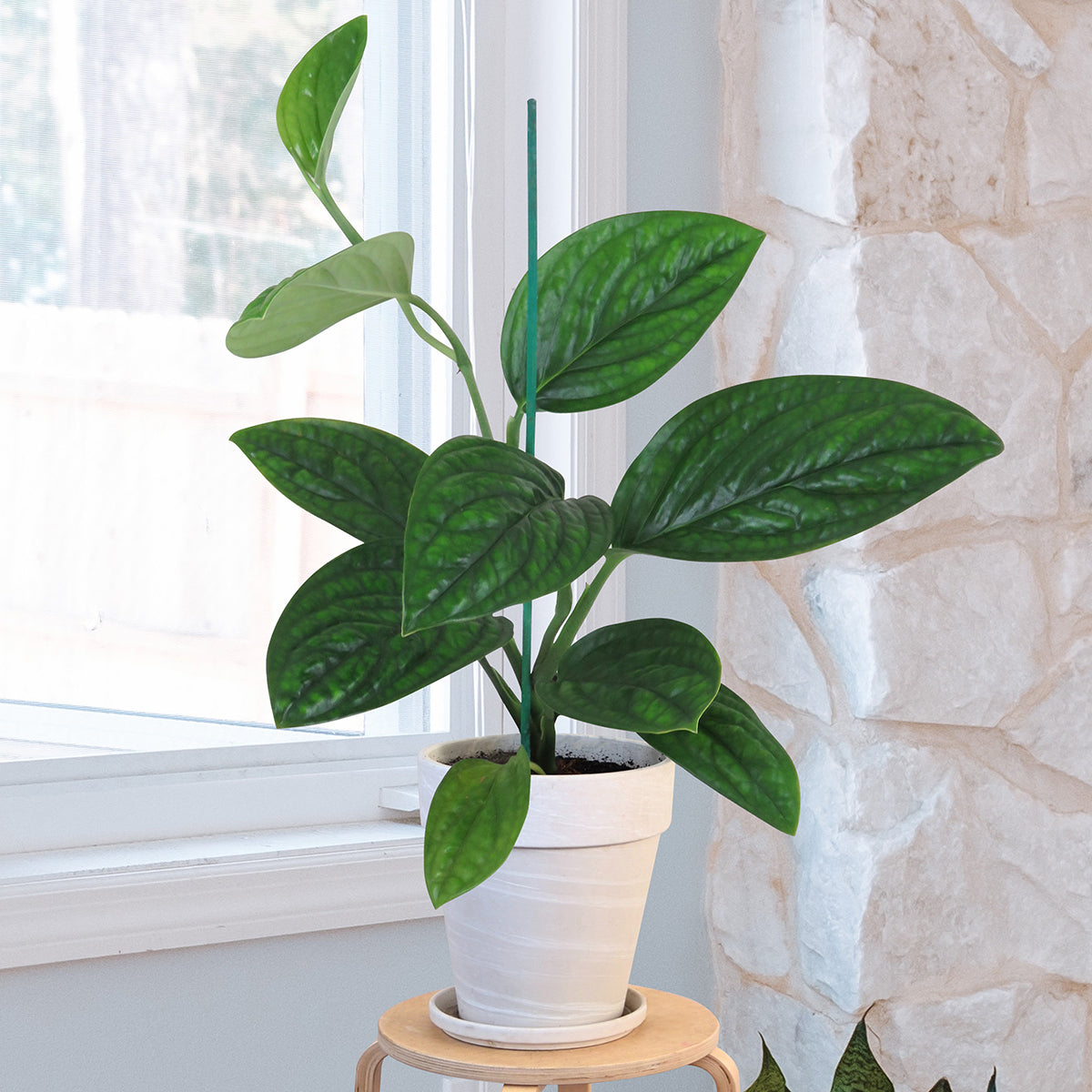 Monstera sp ‘Peru’ (Monstera sp ‘Peru’)