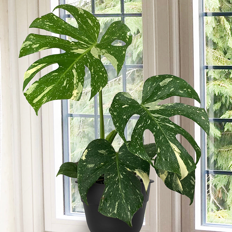 Monstera 'Thai Constellation'