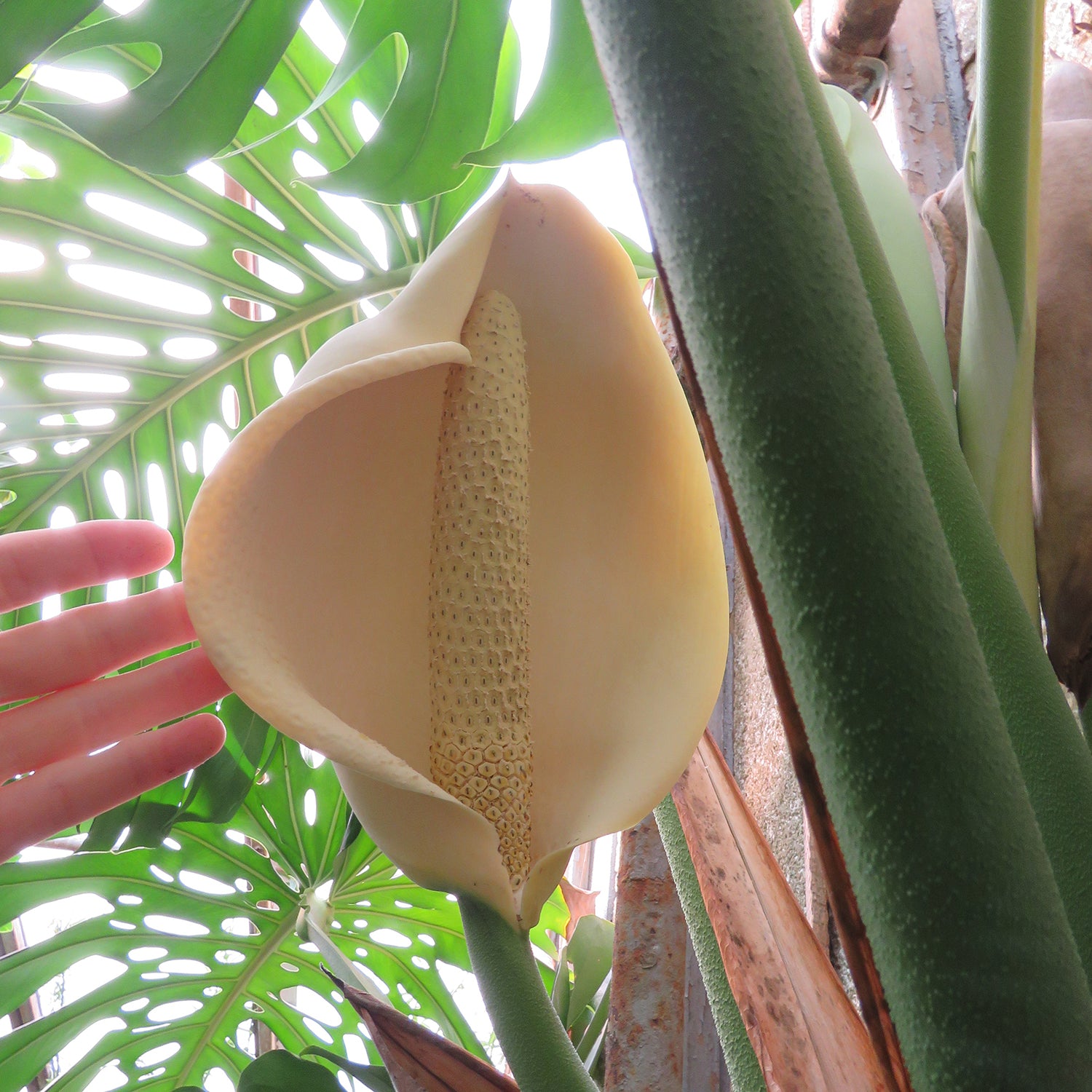 Mexican Breadfruit (Monstera deliciosa)