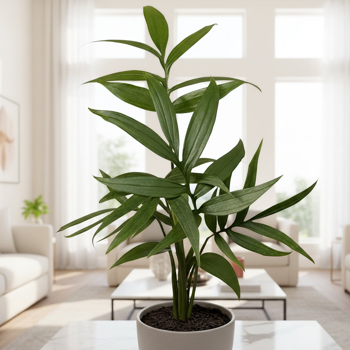 Monstera subpinnata rare aroid plant for sale