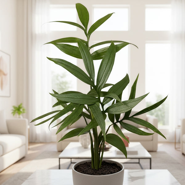 monstera subpinnata Monstera subpinnata for Sale – Logee's Plants