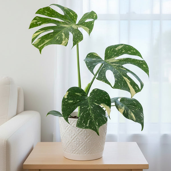 Monstera 'Thai Constellation' For Sale – Logee's Plants