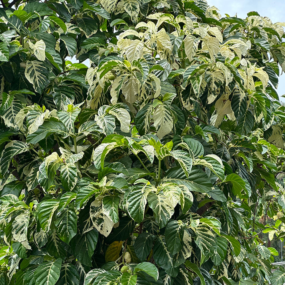 Variegated Noni Fruit Tree
