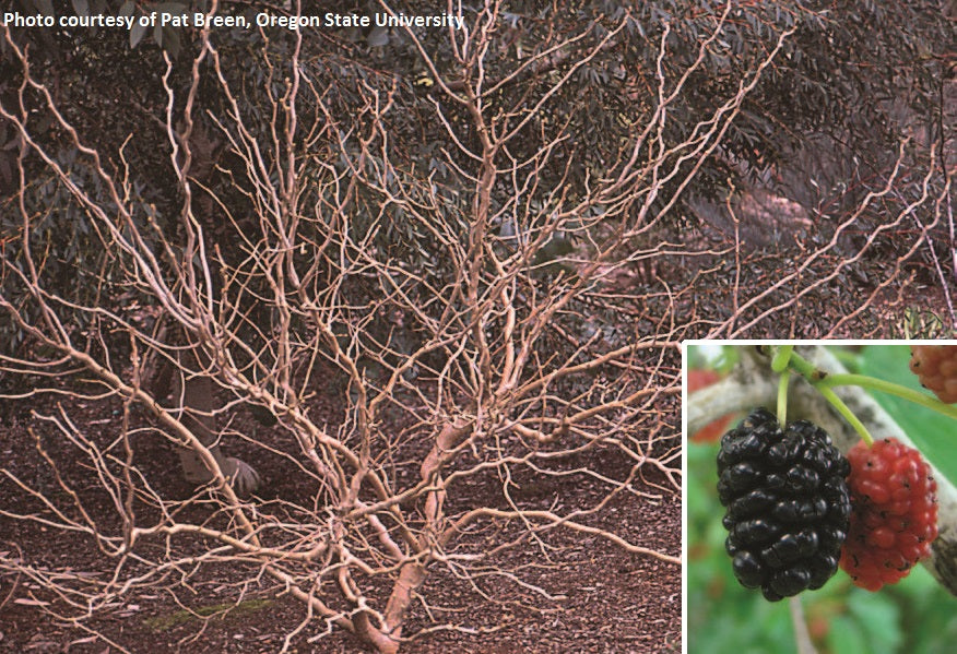Contorted Mulberry Bush (Morus bombycis ‘Unryu’)