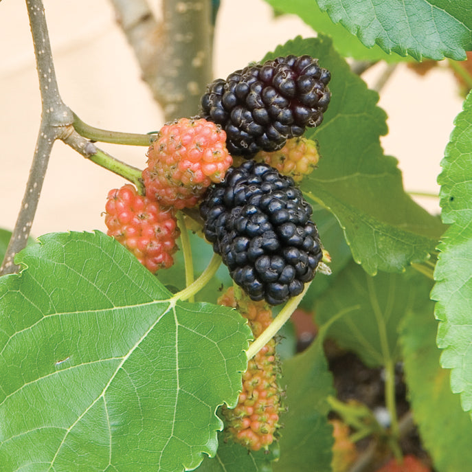 Dwarf Mulberry Bush ‘Issai’ (Morus alba)