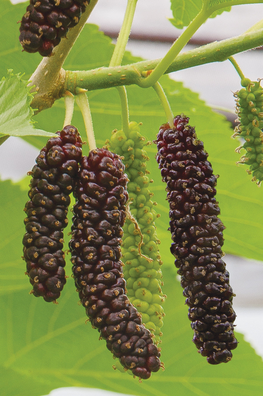 Pakistan Mulberry Bush (Morus alba x rubra)
