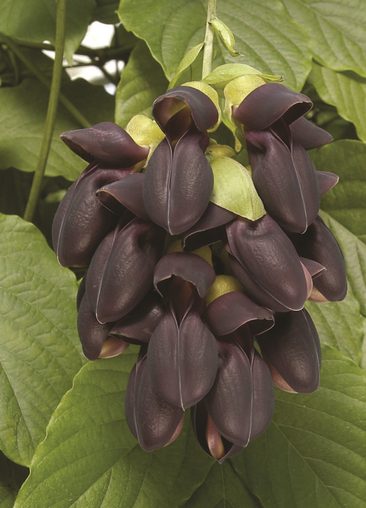 Black Jade Vine (Mucuna nigricas)