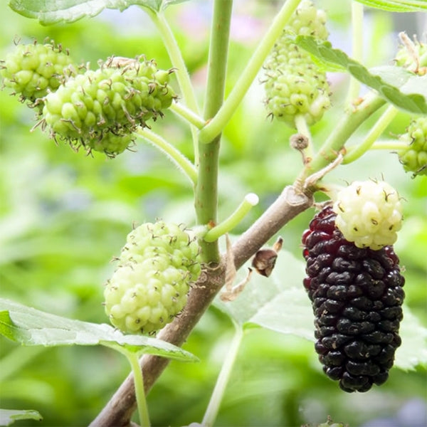 Dwarf Mulberry Bush ‘Issai’ (Morus alba) - Thumbnail 2