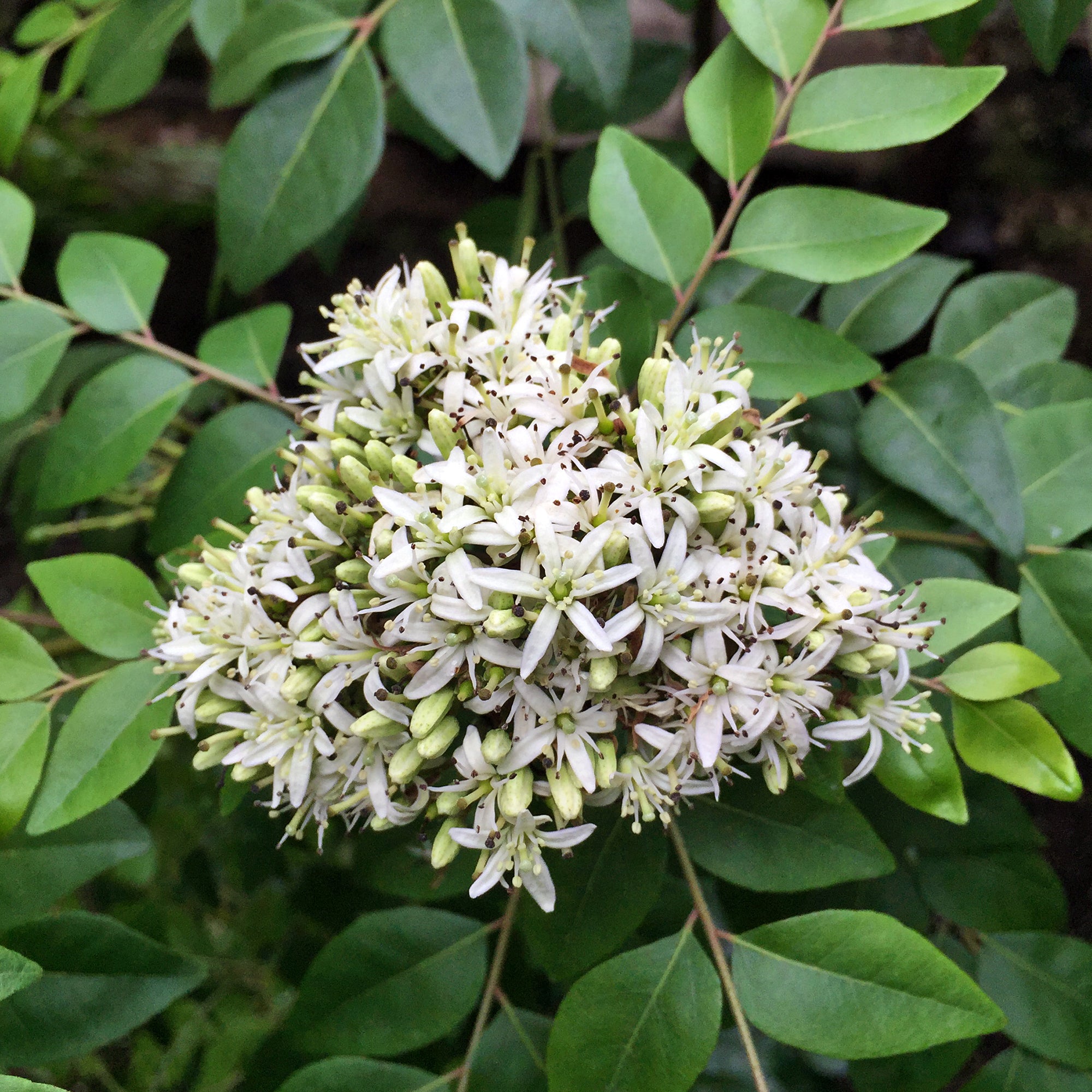 Curry Leaf Plant ‘Gamthi’ (Murraya koenigii)