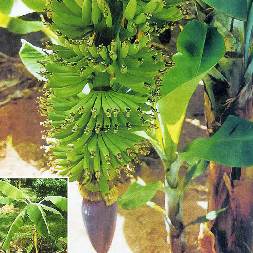 Banana Plant ‘Dwarf Cavendish’