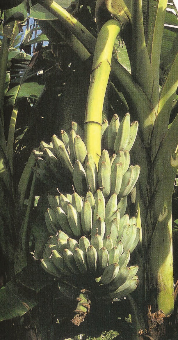 Banana Plant ‘Ice Cream’ (Musa acuminata ‘Blue Java’)
