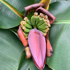 Dwarf Banana Plant ‘Poquito’ PP (Musa hybrid)