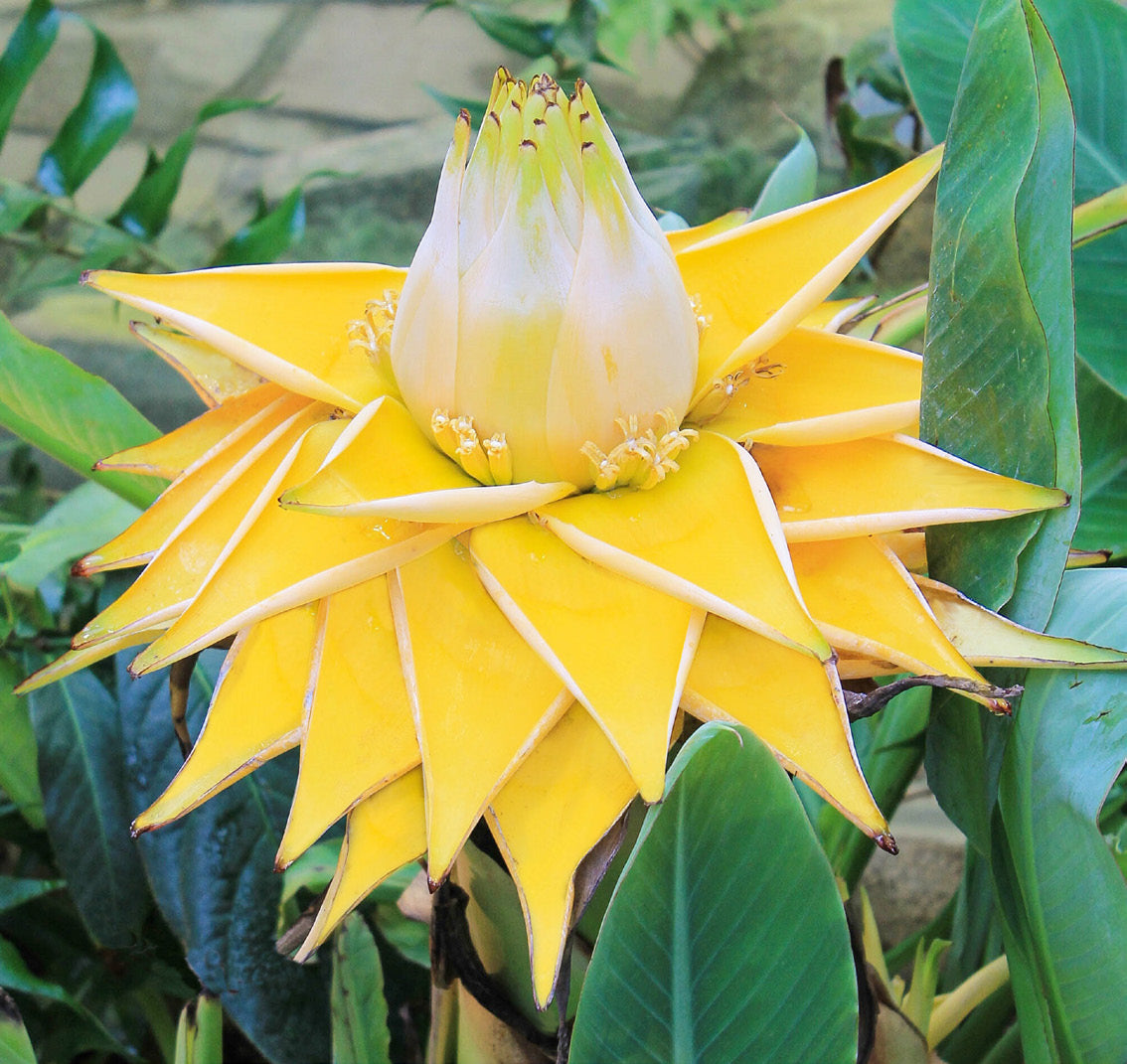 Golden Lotus Banana (Musella lasiocarpa)