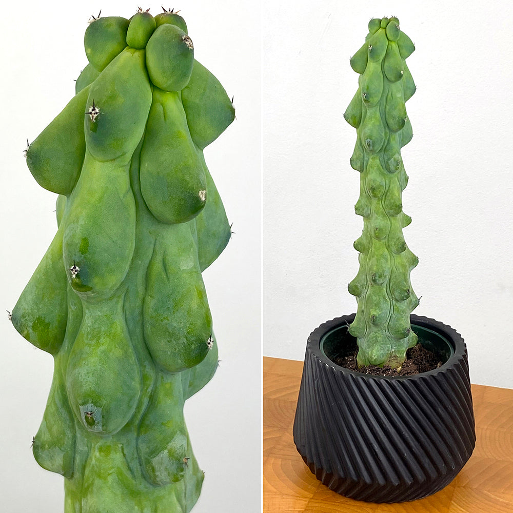 Boobie Cactus (Myrtillocactus geometrizans ‘Fukurokuryuzinboku’)