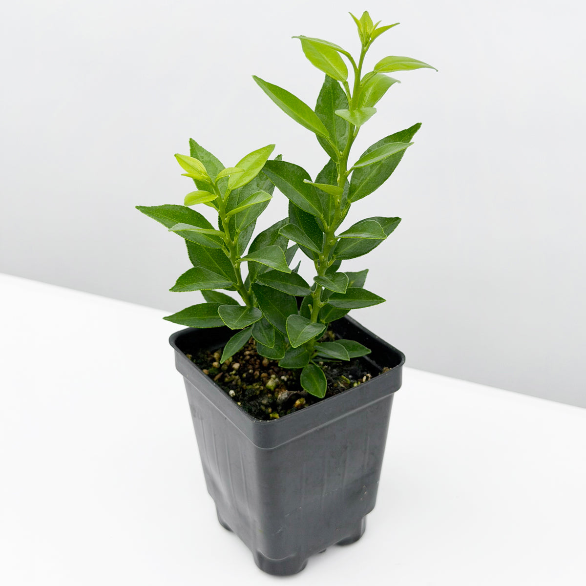Myrtle Leaf Orange Tree 2.5" pot