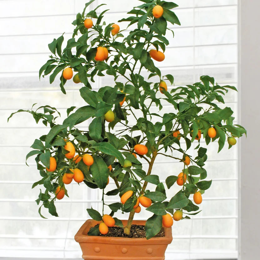 Kumquat Tree ‘Nagami’ - potted plants for sale