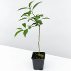 Kumquat Tree ‘Nagami’ 4" pot