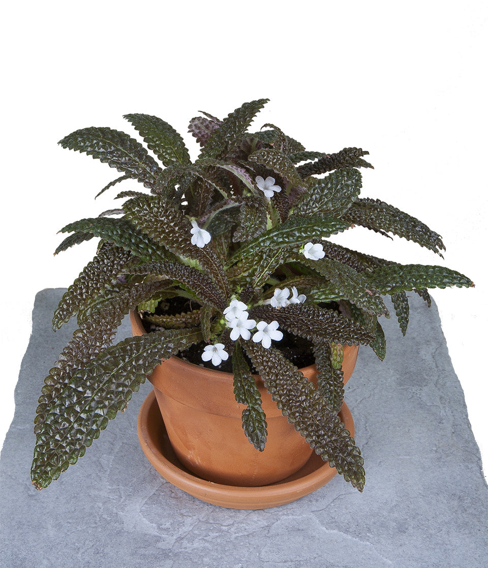 Bronze Beauty (Nautilocalyx pemphidus)