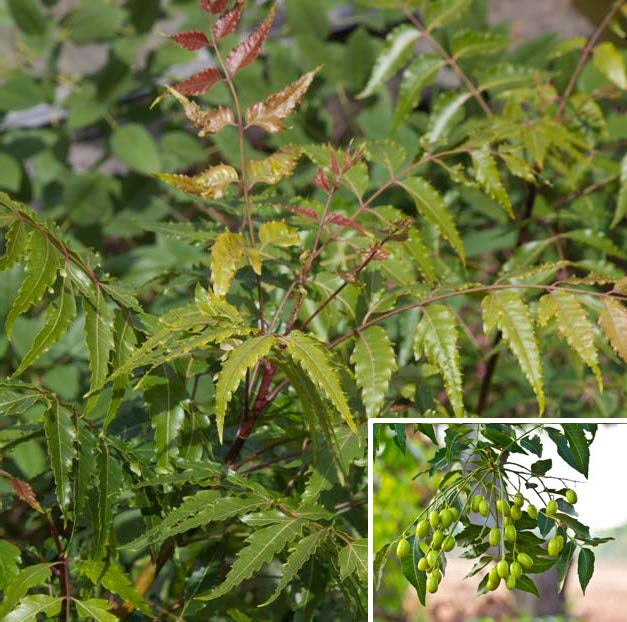 Neem Tree (Azadirachta indica)