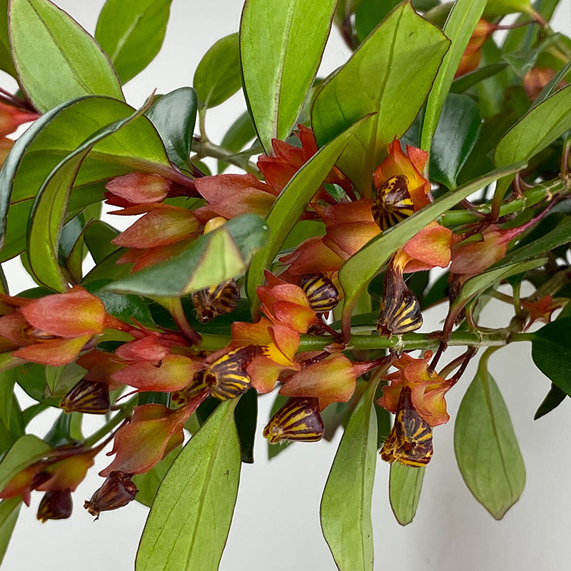 Goldfish Plant 'Mardi Gras' (Nematanthus hybrid)