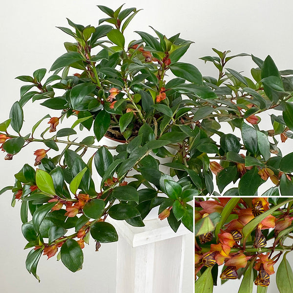 Goldfish Plant 'Mardi Gras' For Sale – Logee's Plants