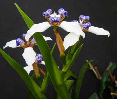 Walking Iris (Neomarica gracilis)