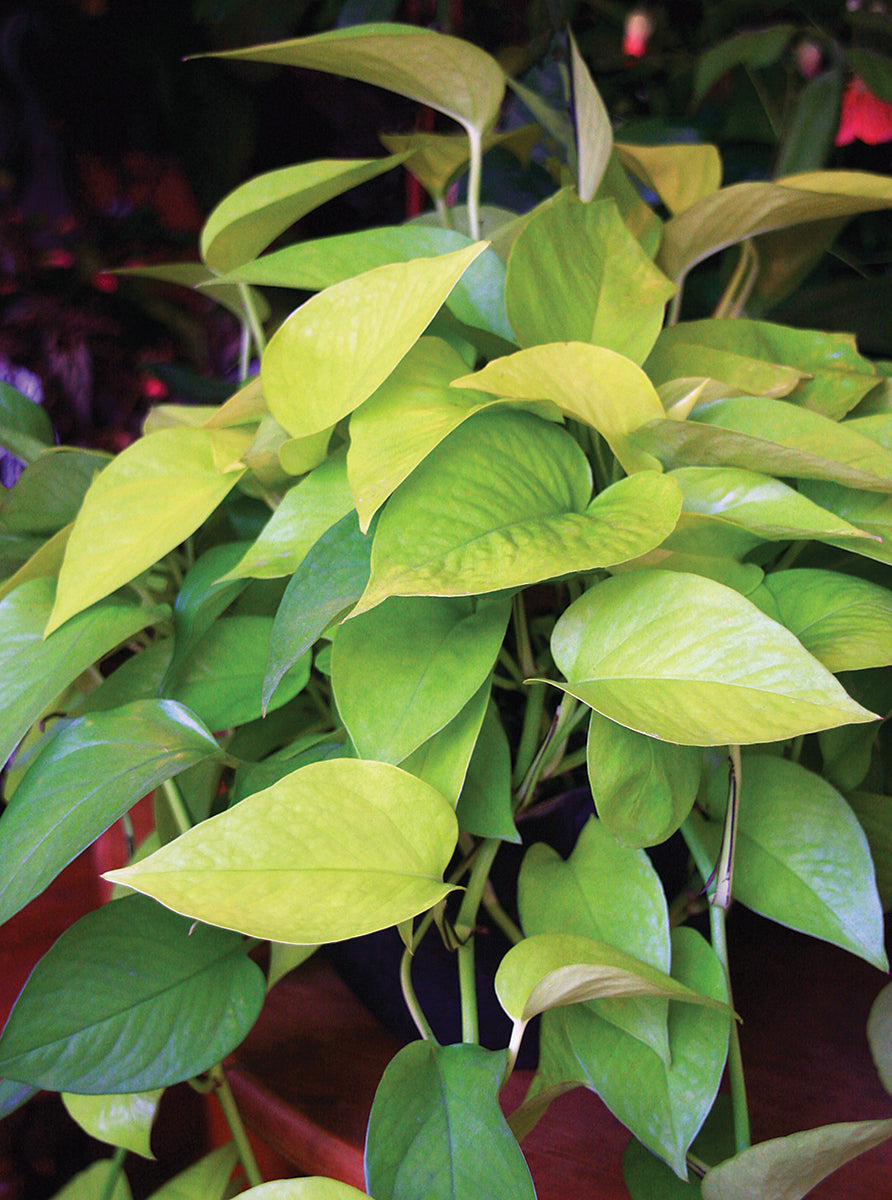 Neon Pothos (Epipremnum aureum)