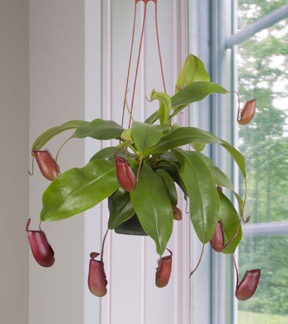Tropical Pitcher Plant ‘Lady Luck’ (Nepenthes hybrid)