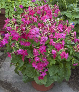 Nicotiana ‘Perfume Red’ (Nicotiana hybrid)