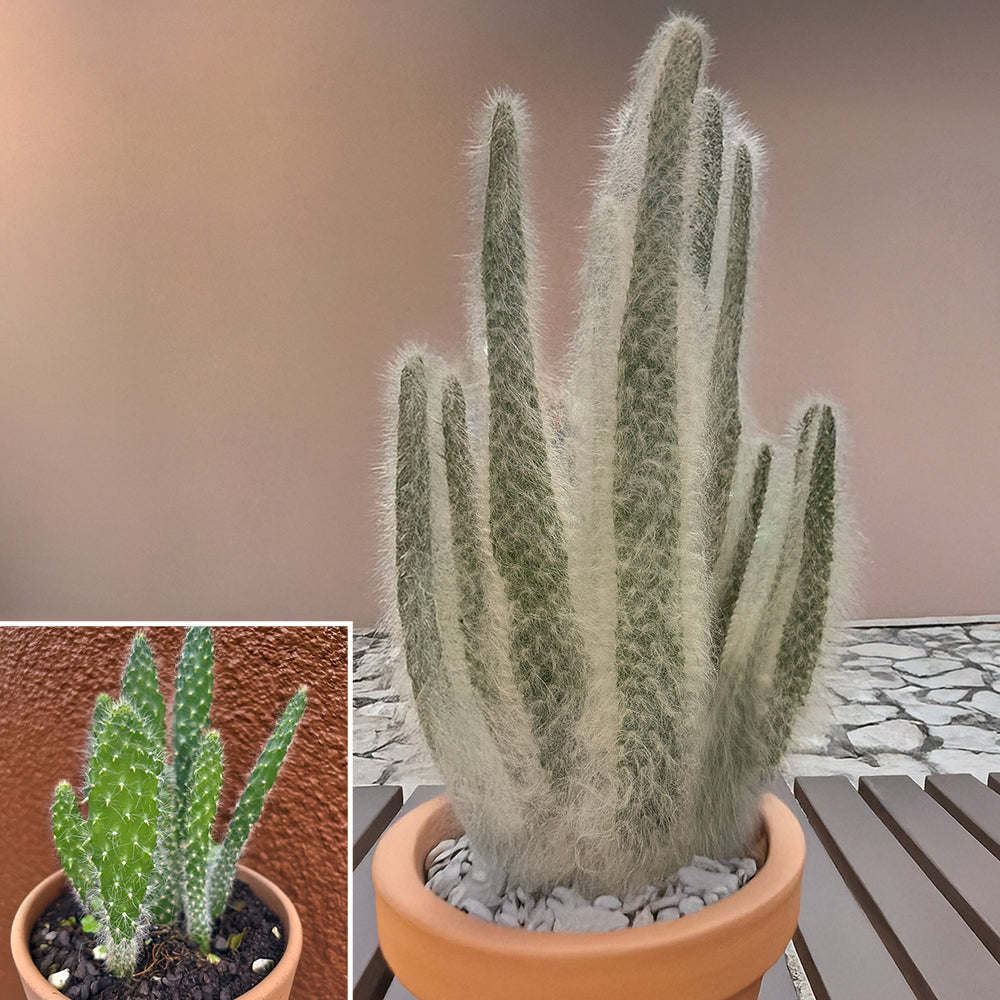 Opuntia ‘Snow White’ (Opuntia hybrid)