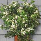Orange Jasmine (Murraya paniculata)