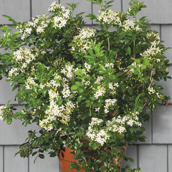 orange jasmine indoor plant Orange Jasmine For Sale