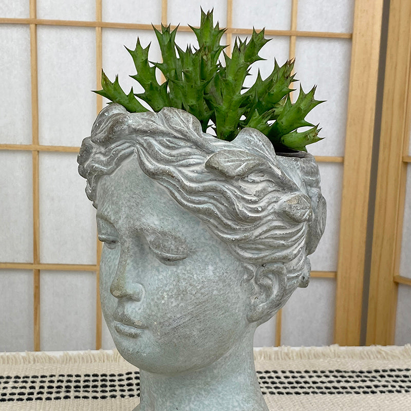 Orbea caudata (Orbea caudata)