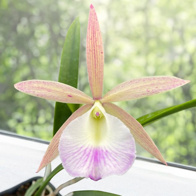 Orchid Brassavola nodosa x Cattleya Summer Spot
