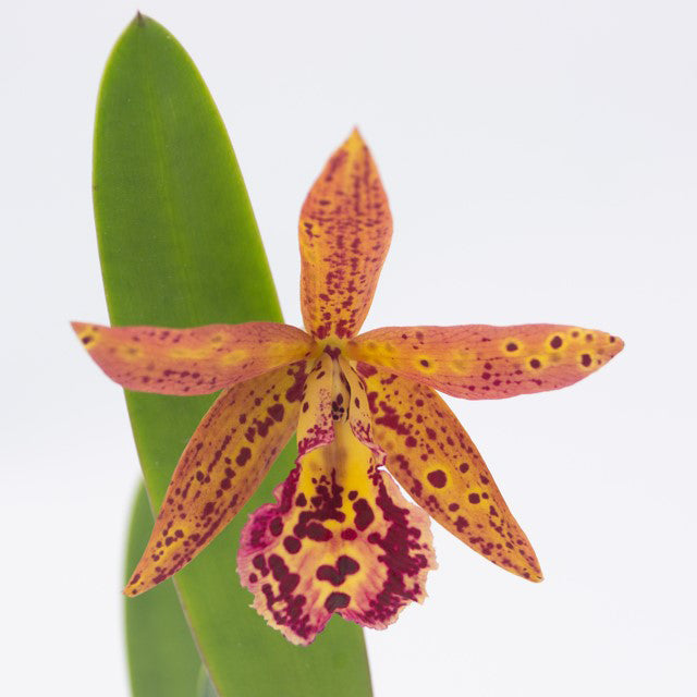 Bc. Orchid Rustic Spots ‘H&R’ AM/AOS