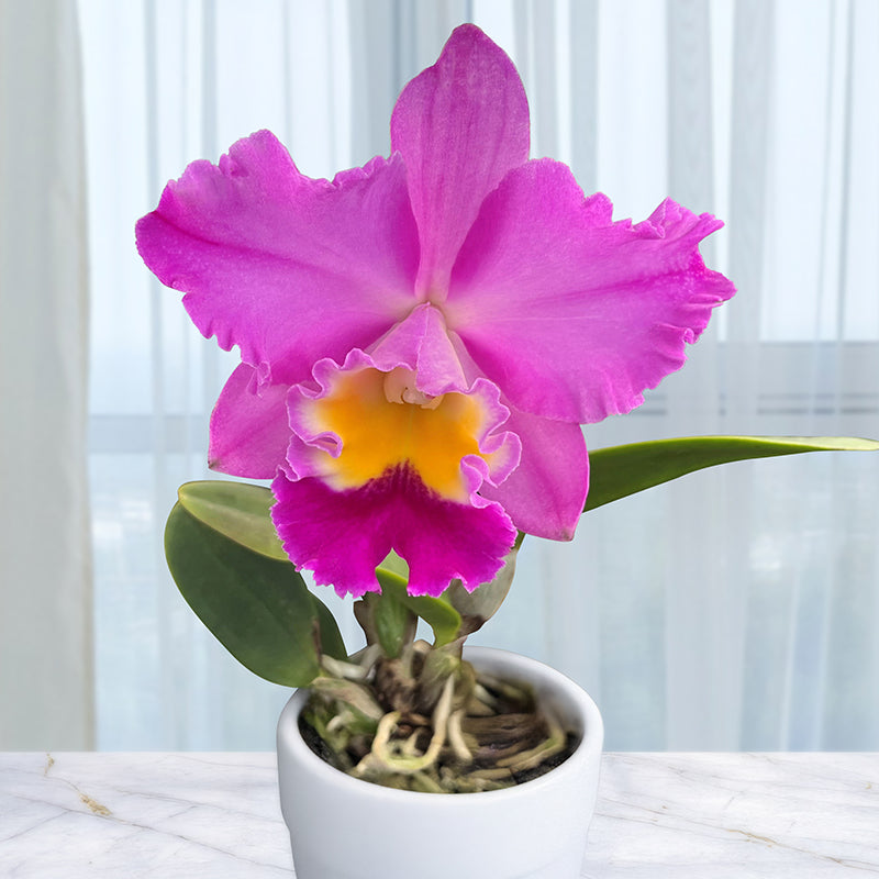 Rlc Orchid Clift Tsuji (Rhyncholaeliocattleya hybrid)