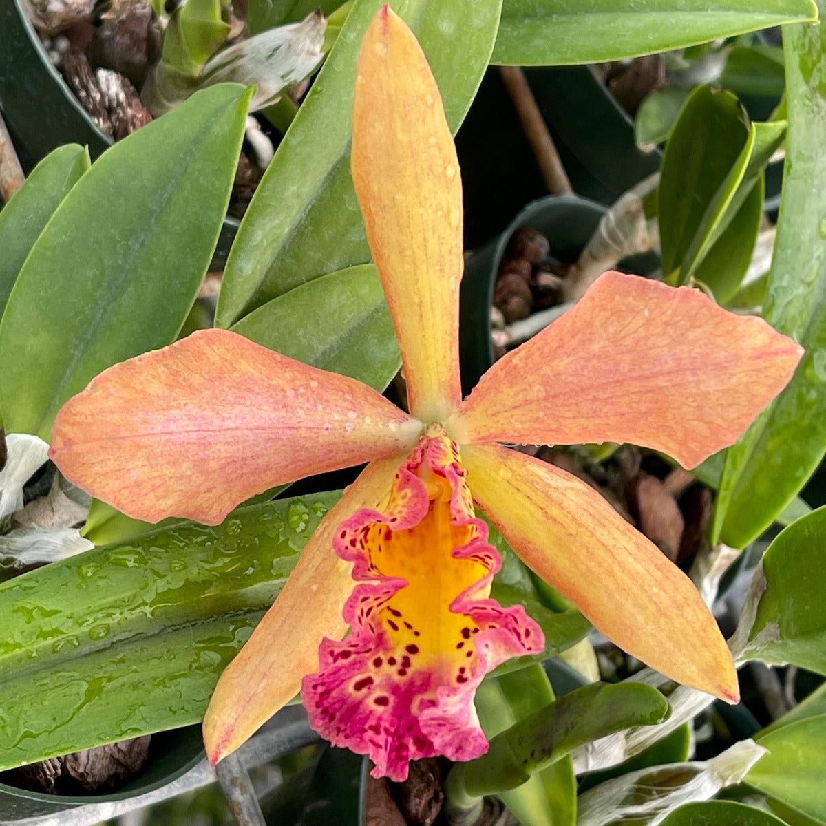 Blc Orchid ‘Copper Queen’ (Brassavola x Laelia x Cattleya hybrid)