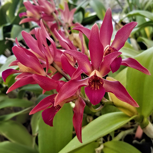 Ctt. Orchid SunCoast ‘Sienna Stars’