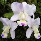 Cattleya Orchid walkeriana ‘Kenny’ FCC/AOS (Cattleya hybrid)