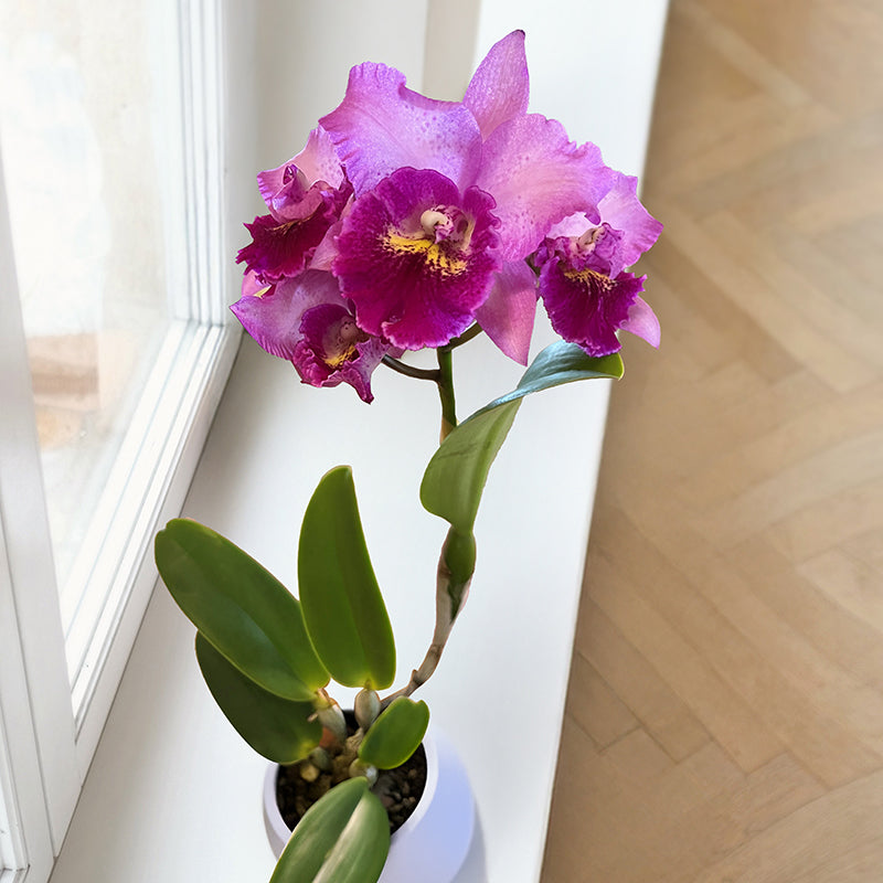 Chz. Orchid Hsinying Pink Doll