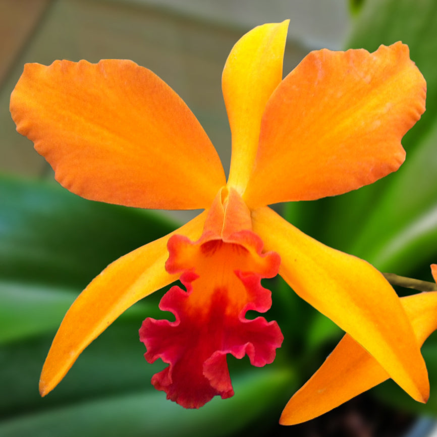 Lc Orchid Fire Island ‘Fiery’ HCC/AOS (Laelia x Cattleya hybrid)