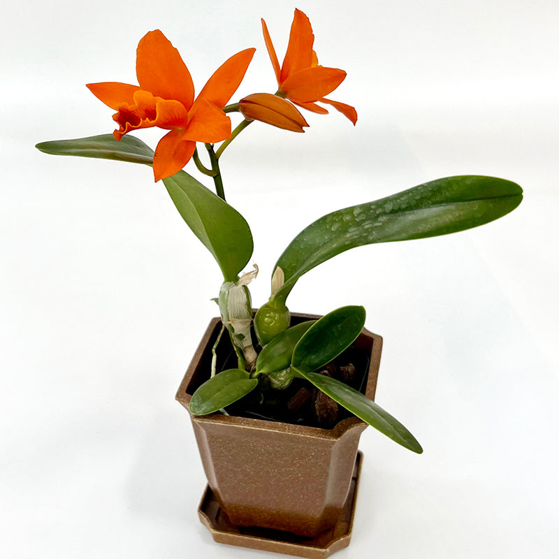 Rlc Orchid Linda Vee ‘Kira’ 