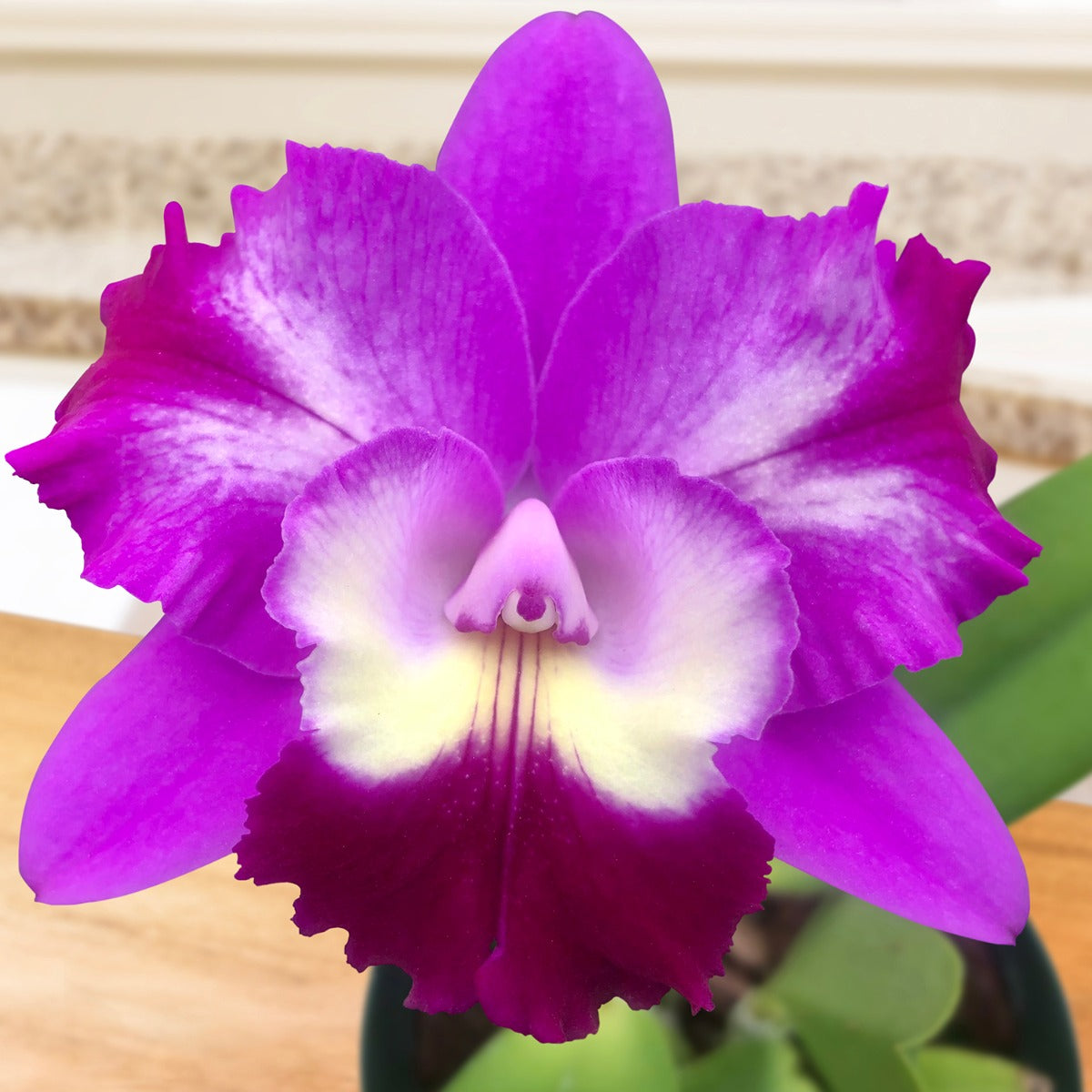 Cattleya Orchid Mari’s Love ‘Taka’ AM/AOS (Cattleya hybrid)